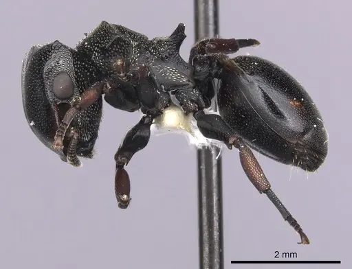 Cephalotes spinosus specimen CASENT0627976 image casent0627976_3