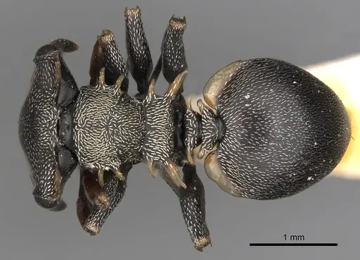 Cephalotes spinosus specimen CASENT0900244 image casent0900244_1