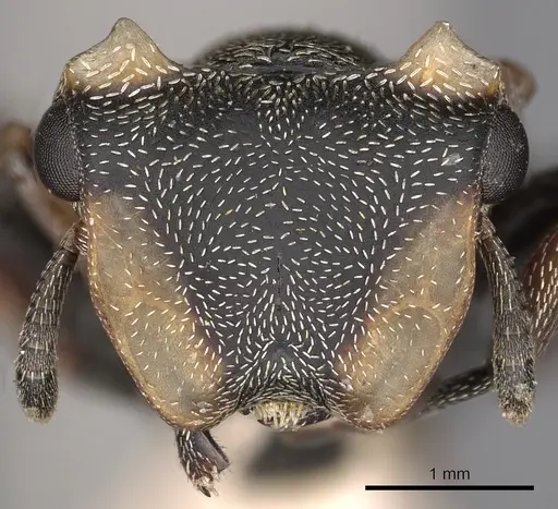 Cephalotes spinosus specimen CASENT0900244 image casent0900244_2