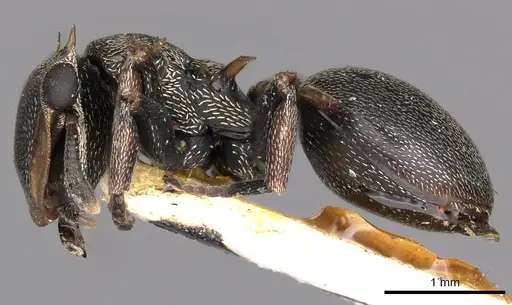 Cephalotes spinosus specimen CASENT0900244 image casent0900244_3