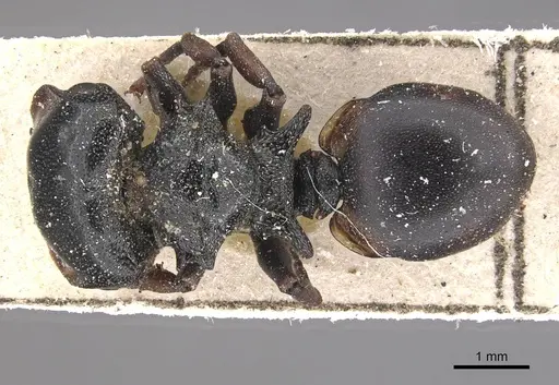 Cephalotes spinosus specimen CASENT0909271 image casent0909271_1