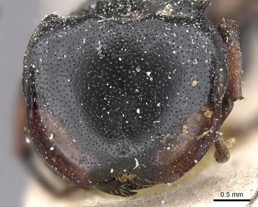 Cephalotes spinosus specimen CASENT0909271 image casent0909271_2