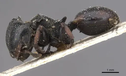 Cephalotes spinosus specimen CASENT0909271 image casent0909271_3