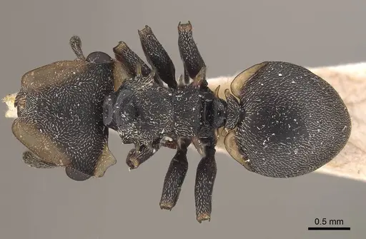 Cephalotes spinosus specimen CASENT0919604 image casent0919604_1