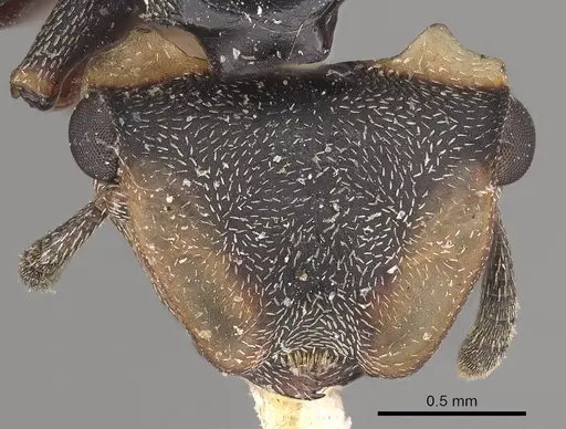 Cephalotes spinosus specimen CASENT0919604 image casent0919604_2