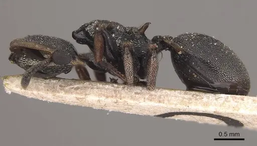 Cephalotes spinosus specimen CASENT0919604 image casent0919604_3