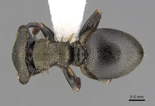 Cephalotes spinosus specimen CASENT0922615 image casent0922615_1