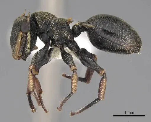 Cephalotes spinosus specimen CASENT0922615 image casent0922615_3