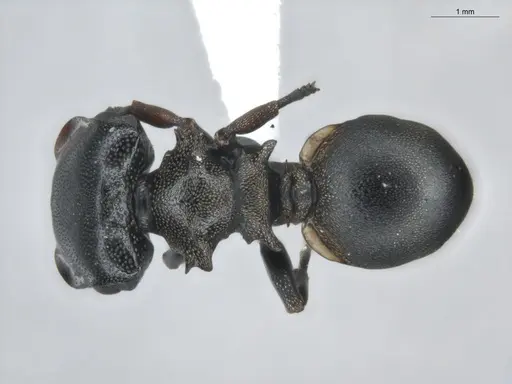 Cephalotes spinosus specimen ECOFOG-BUG-0152-04 image ecofog-bug-0152-04_1
