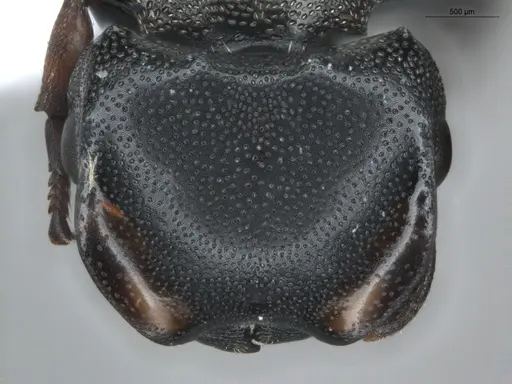 Cephalotes spinosus specimen ECOFOG-BUG-0152-04 image ecofog-bug-0152-04_2