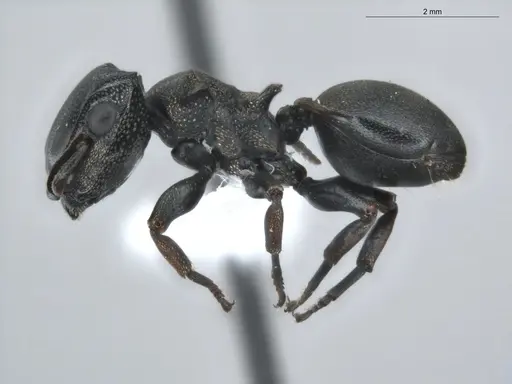 Cephalotes spinosus specimen ECOFOG-BUG-0152-04 image ecofog-bug-0152-04_3