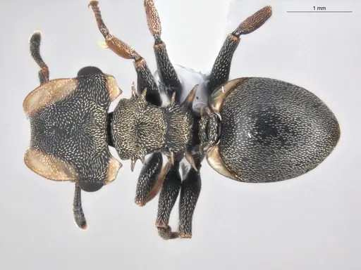 Cephalotes spinosus specimen ECOFOG-GAL18-0238-06 image ecofog-gal18-0238-06_1