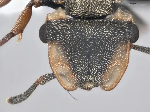 Cephalotes spinosus specimen ECOFOG-GAL18-0238-06 image ecofog-gal18-0238-06_2