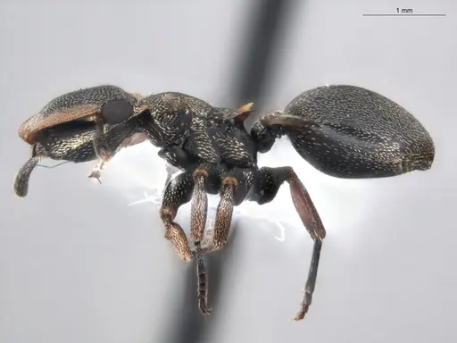 Cephalotes spinosus specimen ECOFOG-GAL18-0238-06 image ecofog-gal18-0238-06_3