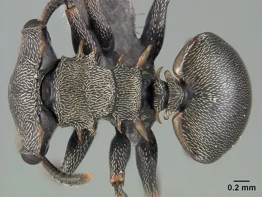 Cephalotes spinosus specimen USNMENT01124213 image usnment01124213_1