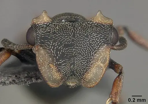 Cephalotes spinosus specimen USNMENT01124213 image usnment01124213_2