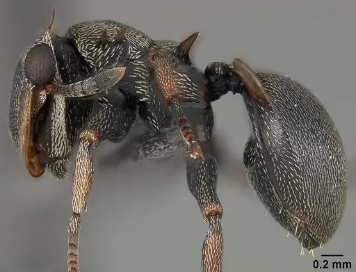 Cephalotes spinosus specimen USNMENT01124213 image usnment01124213_3