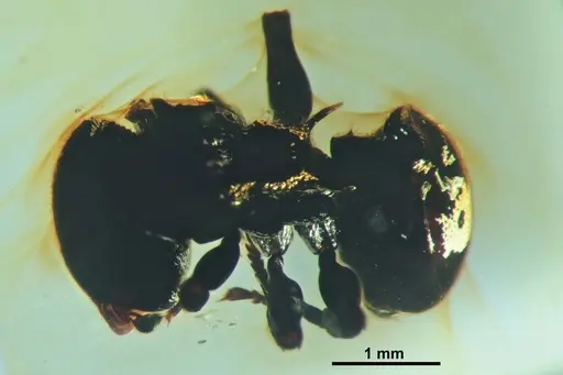 Cephalotes taino specimen SMNSDOC3014 image smnsdoc3014_1