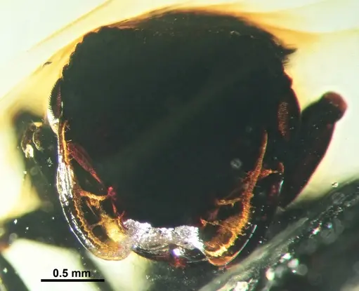 Cephalotes taino specimen SMNSDOC3014 image smnsdoc3014_2