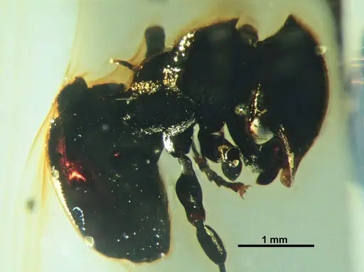 Cephalotes taino specimen SMNSDOC3014 image smnsdoc3014_3