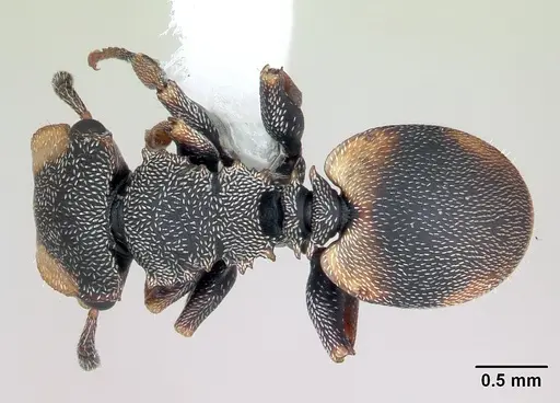 Cephalotes targionii specimen CASENT0173707 image casent0173707_1