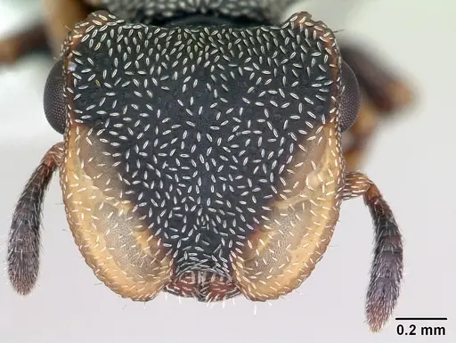 Cephalotes targionii specimen CASENT0173707 image casent0173707_2