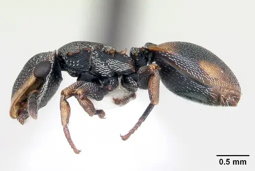 Cephalotes targionii specimen CASENT0173707 image casent0173707_3