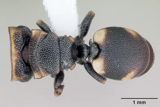 Cephalotes targionii specimen CASENT0173708 image casent0173708_1