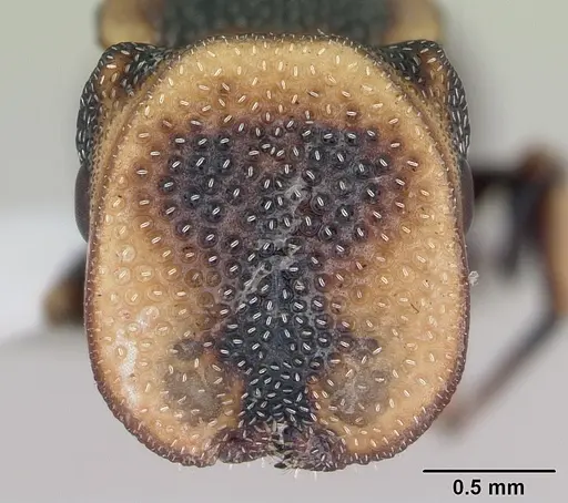 Cephalotes targionii specimen CASENT0173708 image casent0173708_2