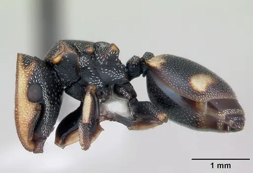 Cephalotes targionii specimen CASENT0173708 image casent0173708_3