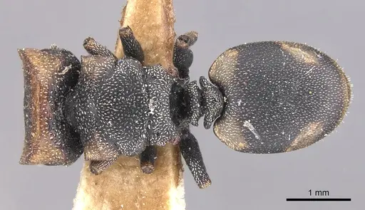 Cephalotes targionii specimen CASENT0904916 image casent0904916_1