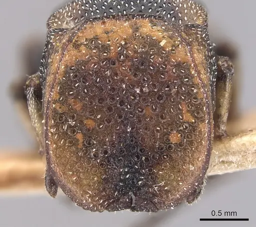 Cephalotes targionii specimen CASENT0904916 image casent0904916_2