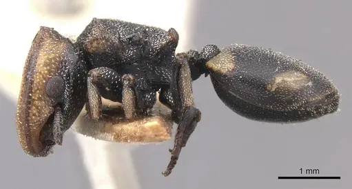 Cephalotes targionii specimen CASENT0904916 image casent0904916_3