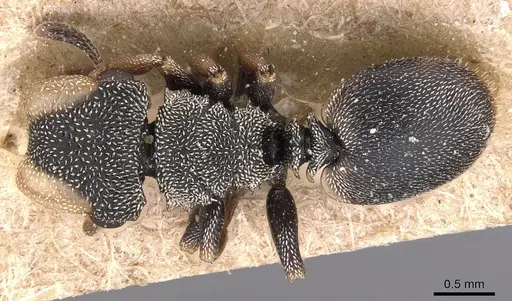 Cephalotes targionii specimen CASENT0904917 image casent0904917_1