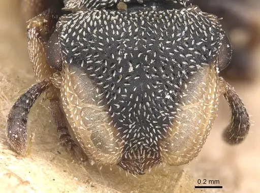 Cephalotes targionii specimen CASENT0904917 image casent0904917_2