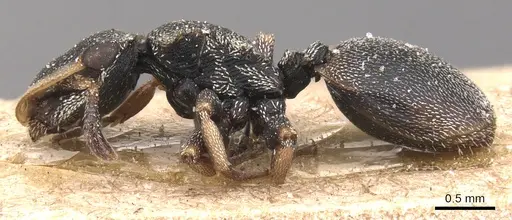 Cephalotes targionii specimen CASENT0904917 image casent0904917_3