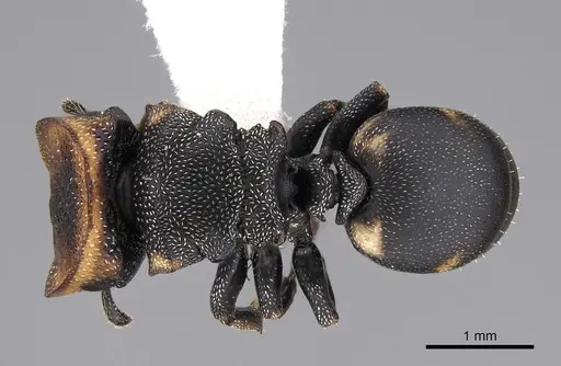Cephalotes targionii specimen CASENT0922536 image casent0922536_1