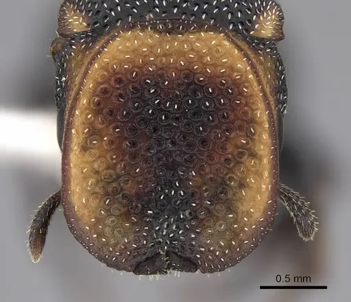 Cephalotes targionii specimen CASENT0922536 image casent0922536_2
