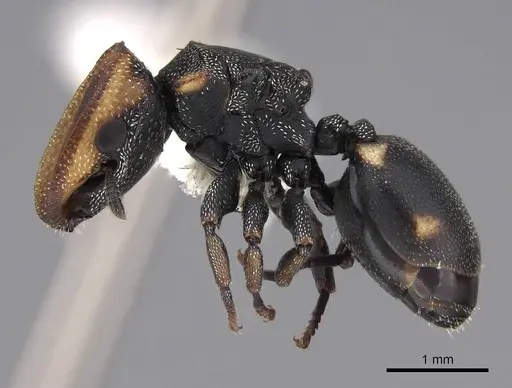 Cephalotes targionii specimen CASENT0922536 image casent0922536_3