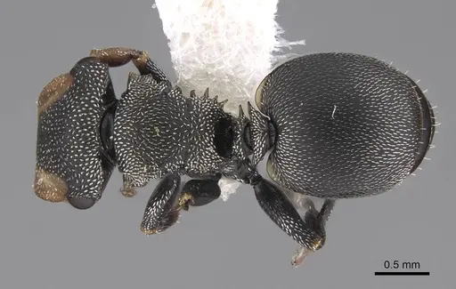 Cephalotes targionii specimen CASENT0922537 image casent0922537_1