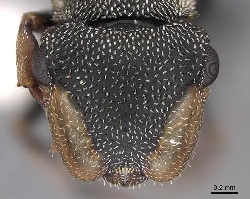 Cephalotes targionii specimen CASENT0922537 image casent0922537_2