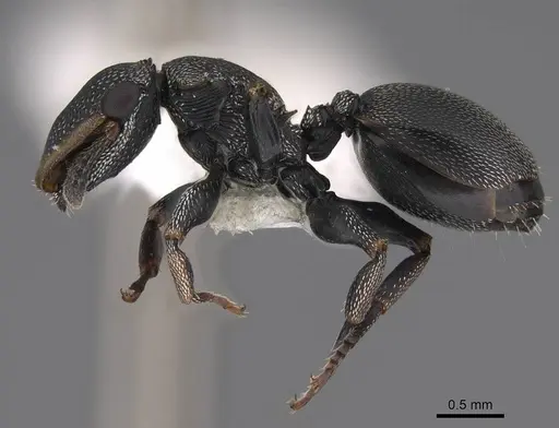 Cephalotes targionii specimen CASENT0922537 image casent0922537_3