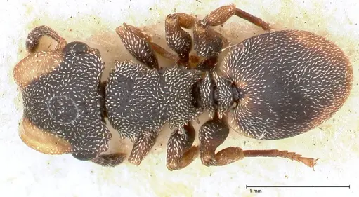 Cephalotes targionii specimen FOCOL0664-1 image focol0664-1_1