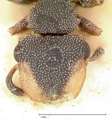 Cephalotes targionii specimen FOCOL0664-1 image focol0664-1_2