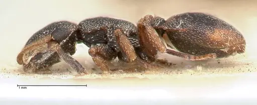 Cephalotes targionii specimen FOCOL0664-1 image focol0664-1_3