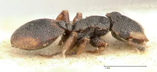 Cephalotes targionii specimen FOCOL0664-1 image focol0664-1_4