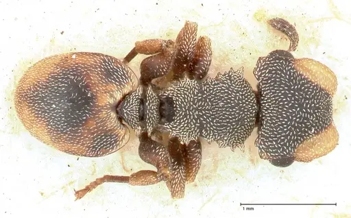 Cephalotes targionii specimen FOCOL0664-2 image focol0664-2_1