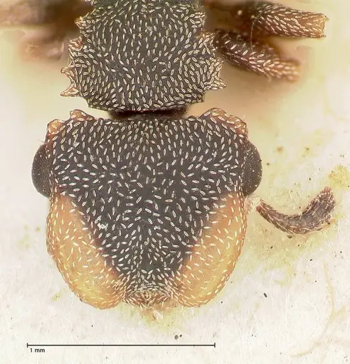 Cephalotes targionii specimen FOCOL0664-2 image focol0664-2_2