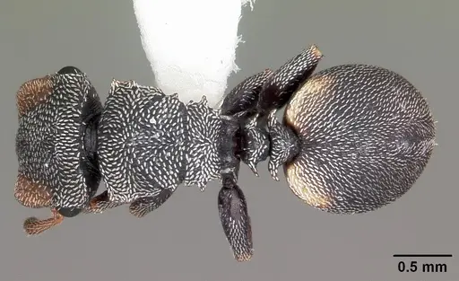 Cephalotes texanus specimen CASENT0104842 image casent0104842_1