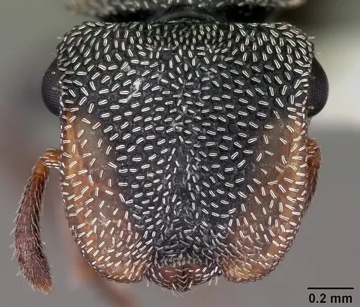 Cephalotes texanus specimen CASENT0104842 image casent0104842_2